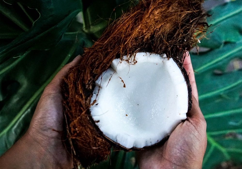Man hands holding a coconut